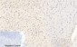 AP-1 (phospho Ser63) Polyclonal Antibody